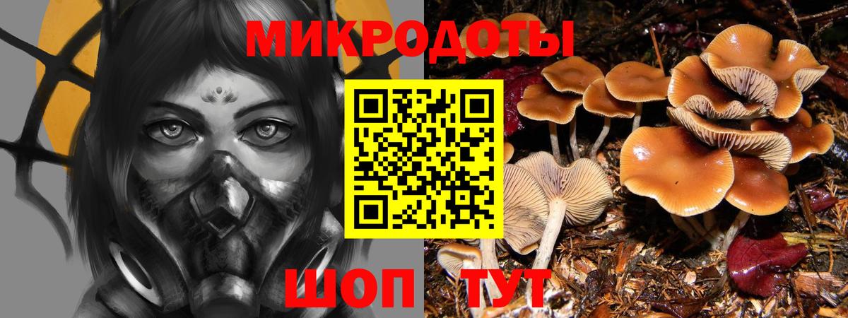 Галлюциногенные грибы Psilocybe Ногинск